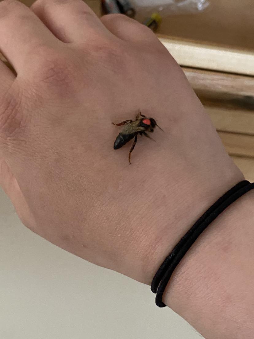 Reine vierge abeille noire de Corse - API Corsica