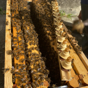 Essaim d'abeilles noires de Corse sur cadre - API Corsica