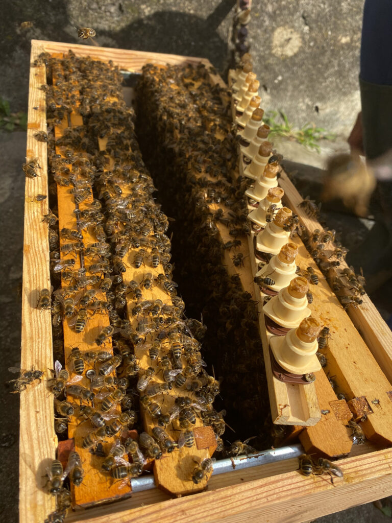 Essaim d'abeilles noires de Corse sur cadre - API Corsica