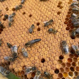 Reine fécondée abeille noire de Corse - API Corsica