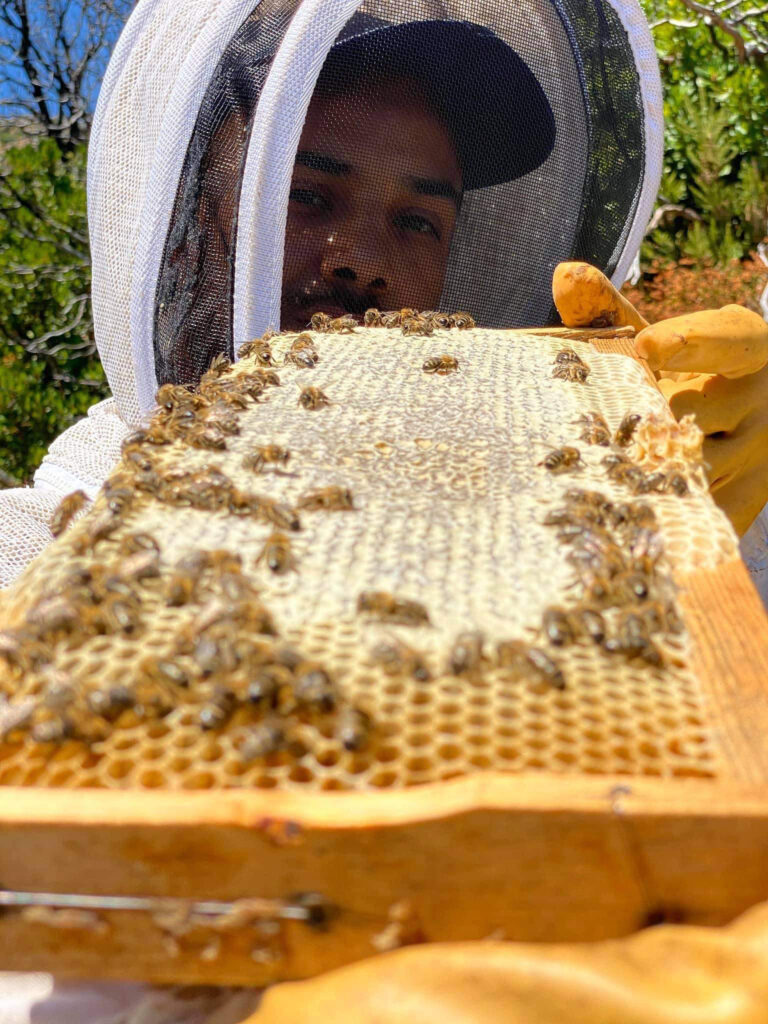 Miel de maquis de printemps API Corsica - récolte saisonnière