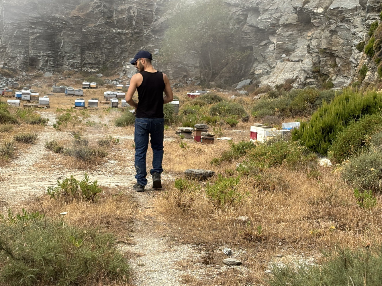 Rucher de sélection à la Carrière de Brando - API Corsica