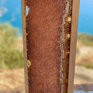 Cadre de miel API Corsica - récolte artisanale au Cap Corse