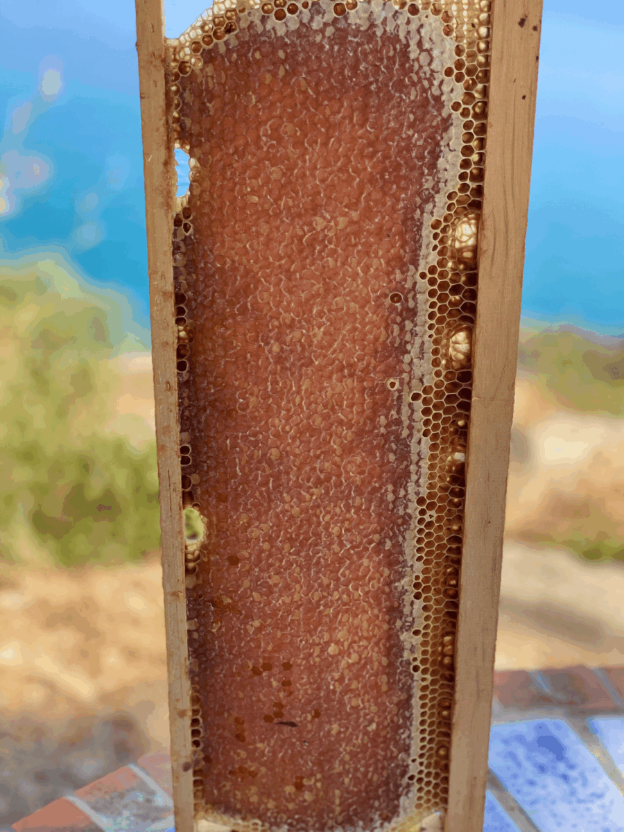 Cadre de miel API Corsica - récolte artisanale au Cap Corse