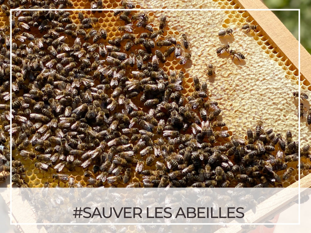 Sauver les abeilles - engagement API Corsica pour la biodiversité