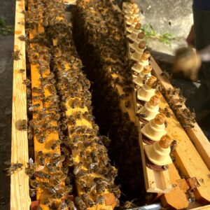 Essaim d’abeille noire corse API Corsica