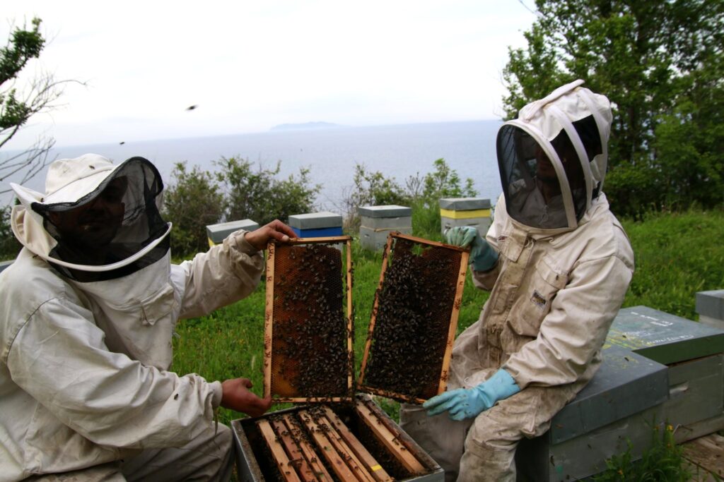 Immersion en apiculture : deux apiculteurs cadres en main, API Corsica