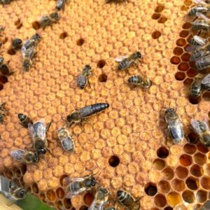Reine fécondée abeille noire corse