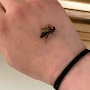 Reine vierge abeille noire corse