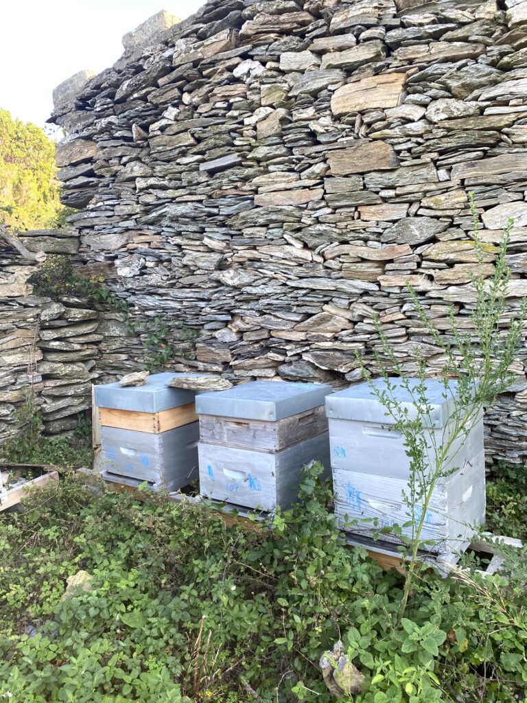 Ruches dans un jardin du Cap Corse – API Corsica